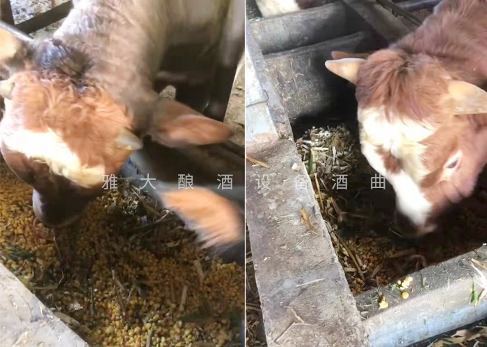 12.18致富新模式，用烤酒設備蒸酒后的酒糟飼養(yǎng)肉牛成本低，效益高-養(yǎng)牛